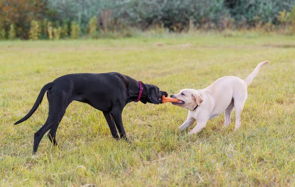 Chien Récupération Labrador Noir Jaune Jouant Dans Parc — Photo