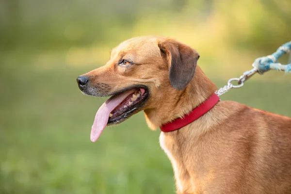 Zbliżenie Zdjęcie Psa Terrier Parku — Zdjęcie stockowe