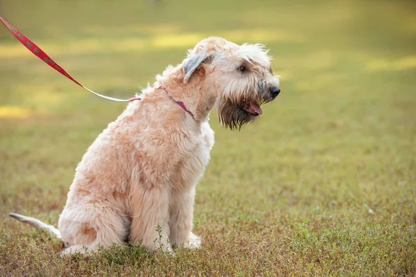 Droevige Hond Het Park — Stockfoto