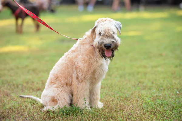 Cão Triste Parque — Fotografia de Stock