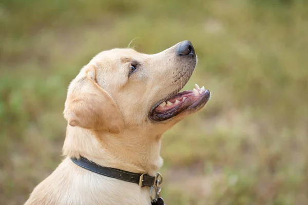 公園内のラブラドール犬のクローズアップ写真 — ストック写真