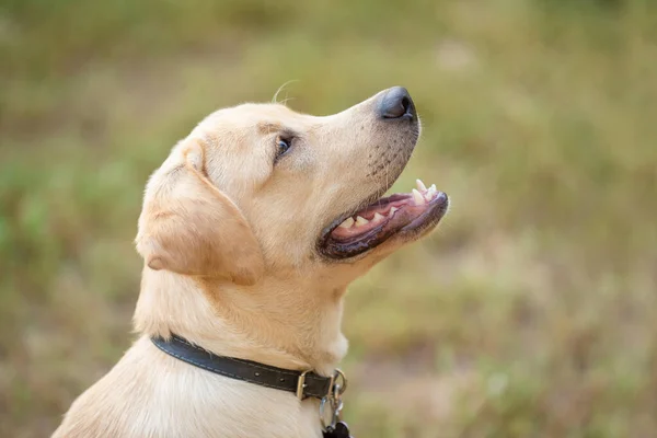 Closeup Foto Cão Labrador Parque — Fotografia de Stock