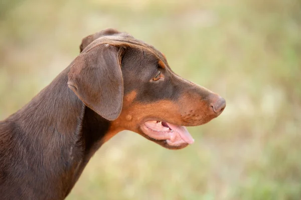 Närbild Foto Brun Doberman Huvud — Stockfoto