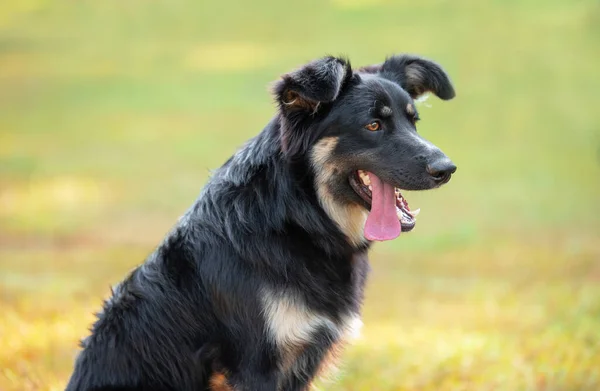 Piękny Czarny Pies Siedzi Parku — Zdjęcie stockowe