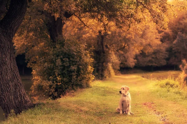 Labrador Retriever Hond Zittend Het Prachtige Herfstpark — Stockfoto