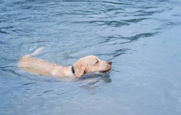 Yellow Labrador retriever dog swimming in the water