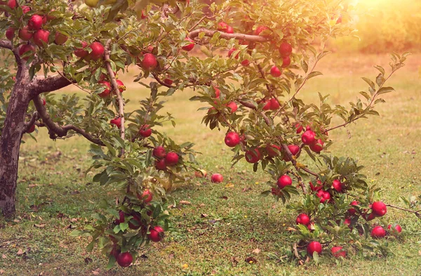 Mogna Röda Äpplen Äppelträdet Trädgården Naturfoto — Stockfoto