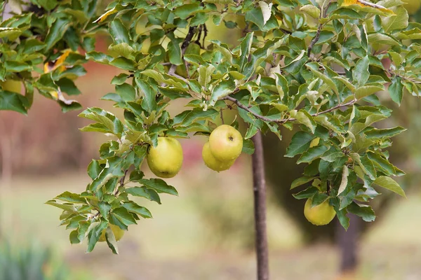 Zelená Jablka Jabloni Zahradě Fotografie Přírody — Stock fotografie