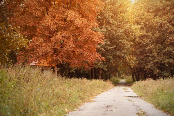 Cesta Podzimní Přírodě — Stock fotografie