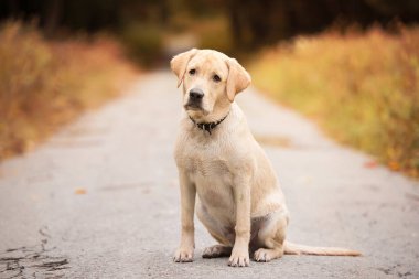 Labrador av köpeği sonbahar ormanında yolda.