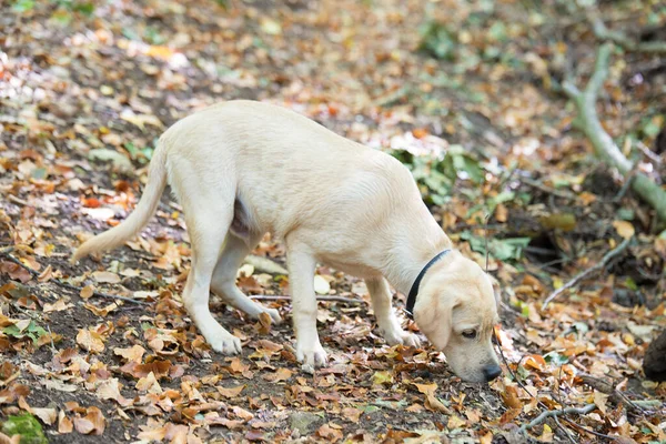 Beauty Labrador Dog Autumn Nature — Stock Photo, Image