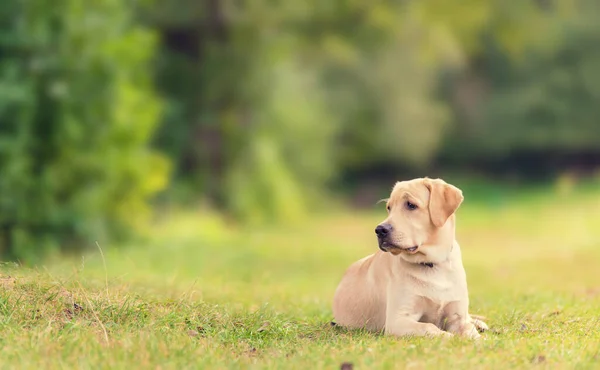 Beauty Labrador Hond Groene Natuur — Stockfoto