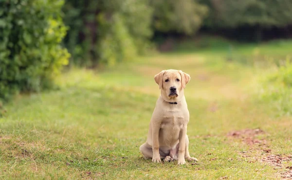 Красавица Собака Лабрадор Зеленой Природе — стоковое фото
