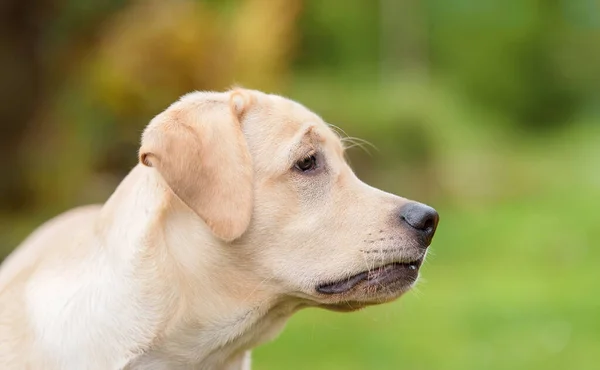 黄色拉布拉多猎犬头的特写照片 — 图库照片