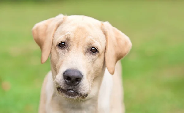 Zdjęcie Bliska Żółtej Głowy Psa Retrievera Labradora — Zdjęcie stockowe