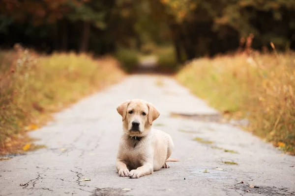 Labrador Retriever Cão Estrada Floresta Outono — Fotografia de Stock