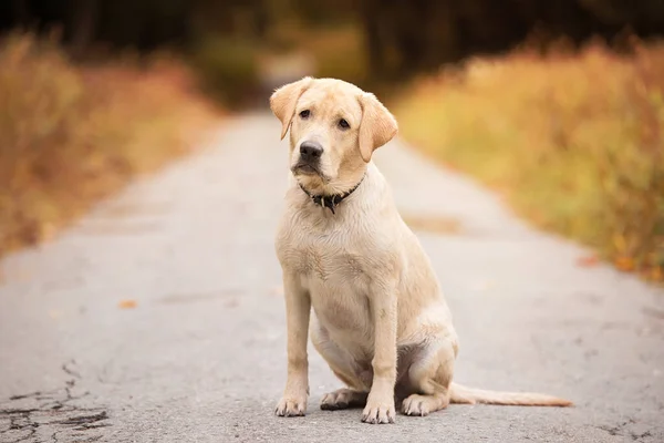 Labrador Retriever Pies Drodze Jesiennym Lesie — Zdjęcie stockowe