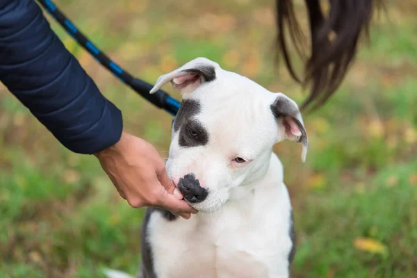 Zbliżenie Zdjęcie Amerykańskiego Szczeniaka Staffordshire Terrier — Zdjęcie stockowe