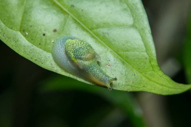 Yeşil yaprakları üzerinde güzel yeşil salyangoz