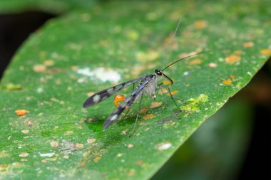 Görüntüyü erkek akrep sinek Borneo Adası