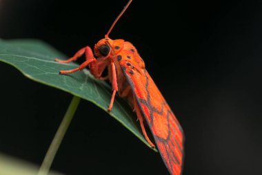 Yakın çekim ayrıntılı görüntü güve Borneo Adası