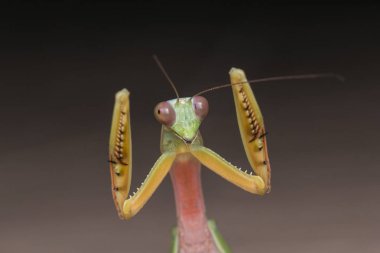 Görüntüyü Borneo Adası'nın yeşil Mantis. 