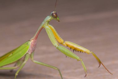 Görüntüyü Borneo Adası'nın yeşil Mantis. 
