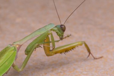 Görüntüyü Borneo Adası'nın yeşil Mantis. 