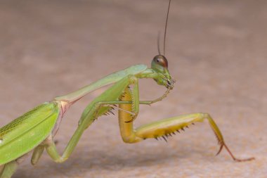 Görüntüyü Borneo Adası'nın yeşil Mantis. 