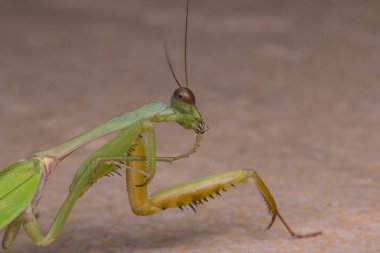 Görüntüyü Borneo Adası'nın yeşil Mantis. 