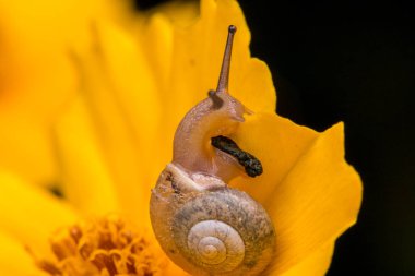 Makro görüntü sarı sevimli kahverengi salyangoz Borneo Adası bırakır