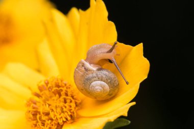 Makro görüntü sarı sevimli kahverengi salyangoz Borneo Adası bırakır