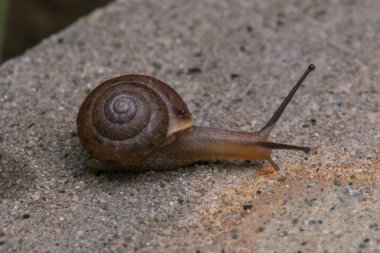 Görüntüyü şirin kahverengi salyangoz Borneo Adası