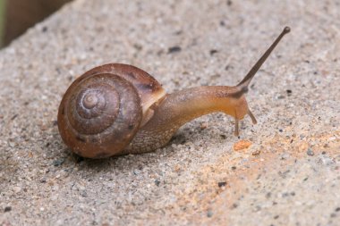 Görüntüyü şirin kahverengi salyangoz Borneo Adası