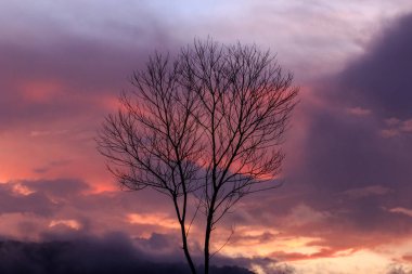 Günbatımı ile yaprak daha az ağaç, siyah alacakaranlık dalları silüeti