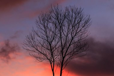 Günbatımı ile yaprak daha az ağaç, siyah alacakaranlık dalları silüeti