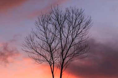 Günbatımı ile yaprak daha az ağaç, siyah alacakaranlık dalları silüeti