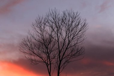 Günbatımı ile yaprak daha az ağaç, siyah alacakaranlık dalları silüeti