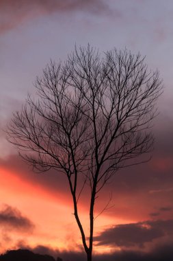 Günbatımı ile yaprak daha az ağaç, siyah alacakaranlık dalları silüeti
