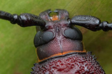 Uzun boynuz böcek, dev uzun boynuz böceği