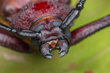 Uzun boynuz böcek, dev uzun boynuz böceği