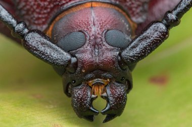 Uzun boynuz böcek, dev uzun boynuz böceği
