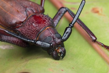Uzun boynuz böcek, dev uzun boynuz böceği