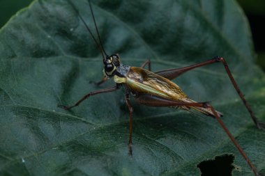 Yaprağın üzerinde çekirge böceği