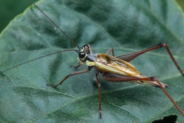 Yaprağın üzerinde çekirge böceği