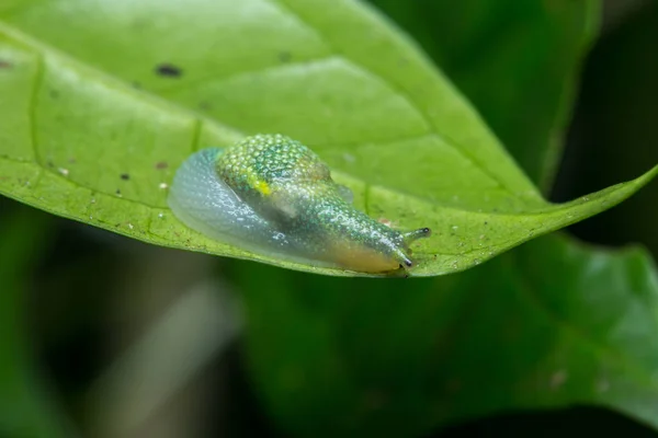 Mooie Groene Slak Groene Bladeren — Stockfoto