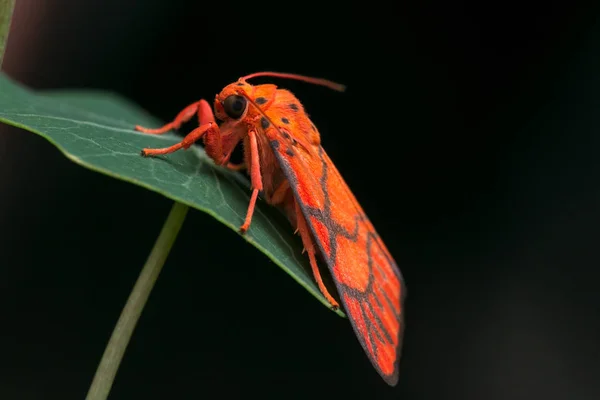 Yakın çekim ayrıntılı görüntü güve Borneo Adası