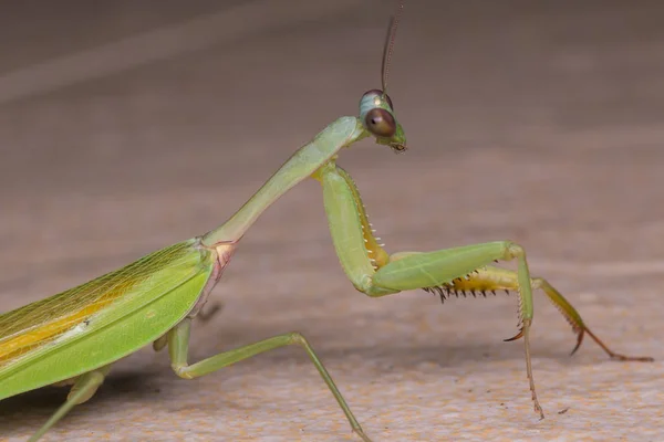 Imagem Macro Green Mantis Ilha Bornéu — Fotografia de Stock