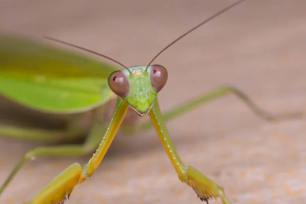 Μακροεντολή Εικόνα Της Mantis Πράσινο Του Νησιού Βόρνεο — Φωτογραφία Αρχείου