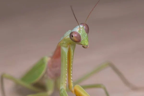 Μακροεντολή Εικόνα Της Mantis Πράσινο Του Νησιού Βόρνεο — Φωτογραφία Αρχείου